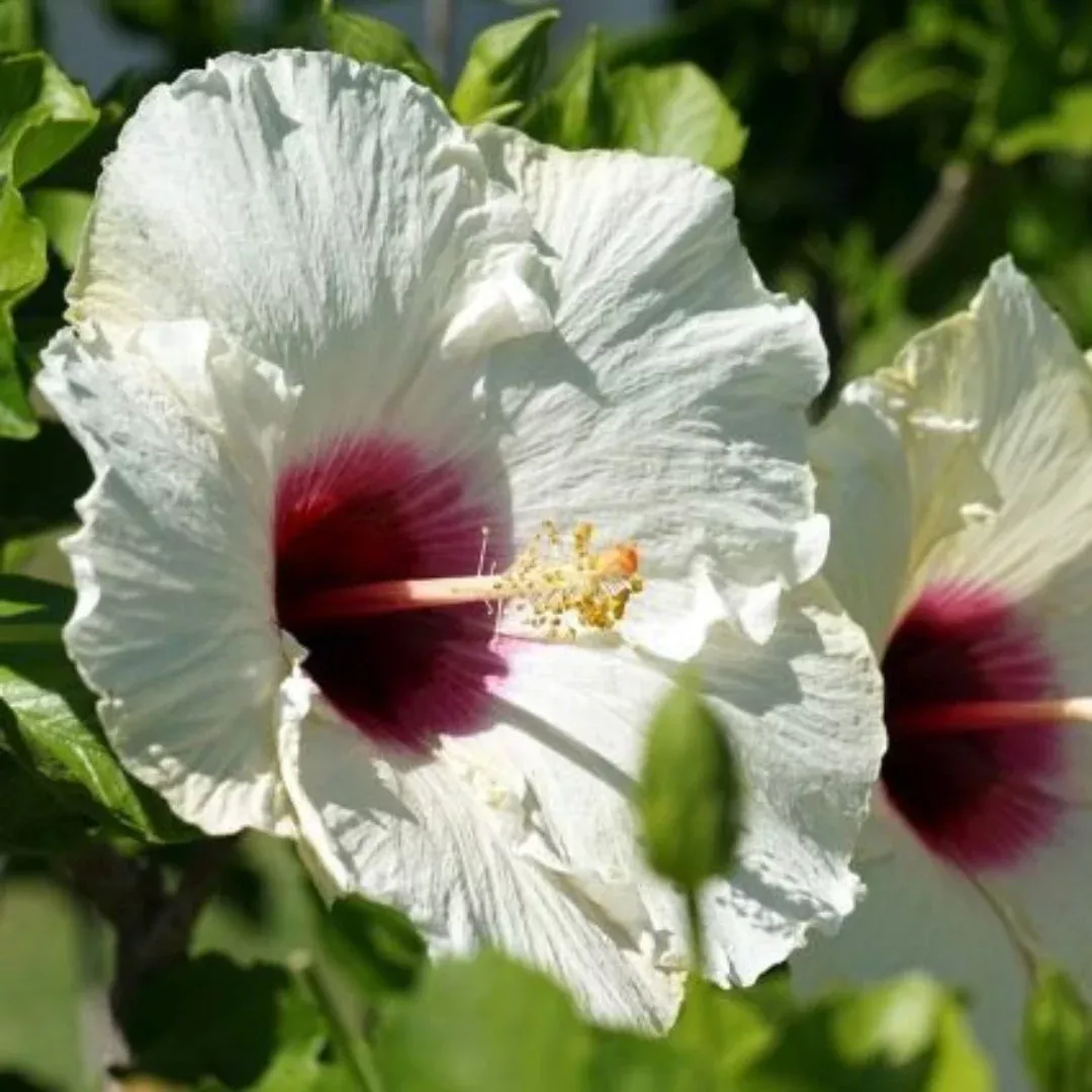 Hibiscus ‘Luna White’ | Pixies Gardens