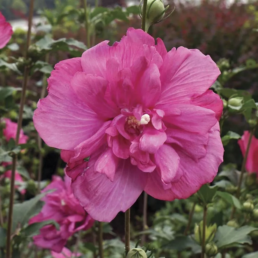 Hibiscus Magenta Chiffon Rose of Sharon