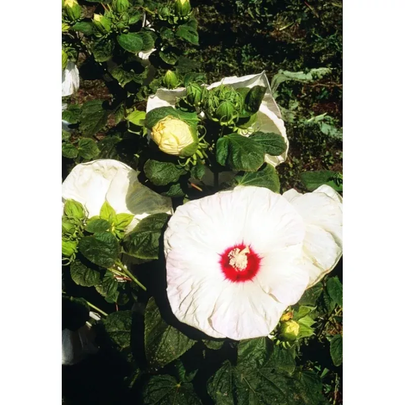 Hibiscus Old Yella PP 13630