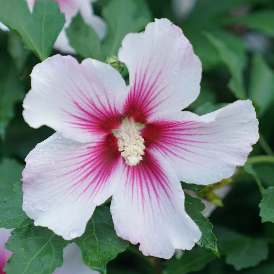 Hibiscus Paraplu Pink Ink Rose of Sharon