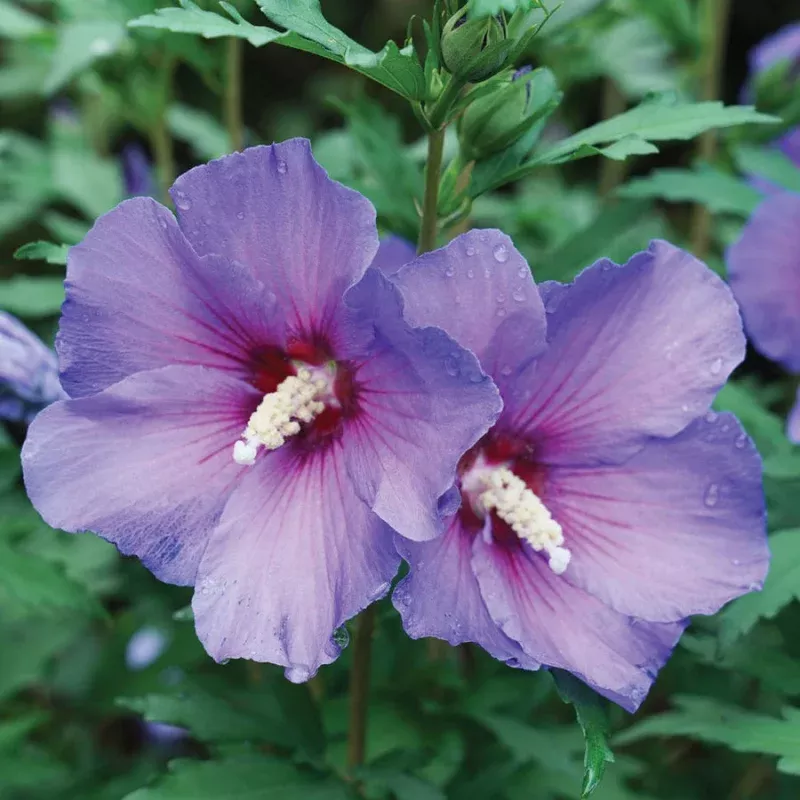 Hibiscus Paraplu Violet Rose of Sharon