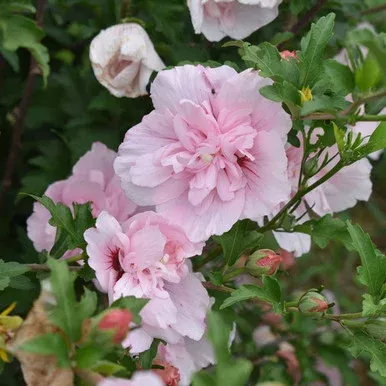 Hibiscus ‘Pink Chiffon’ (Treeform)