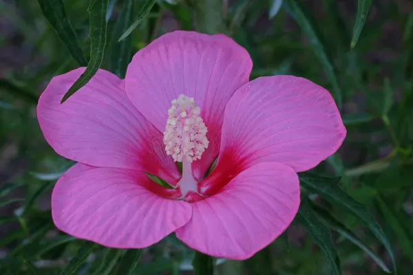 Hibiscus Pink Teacups