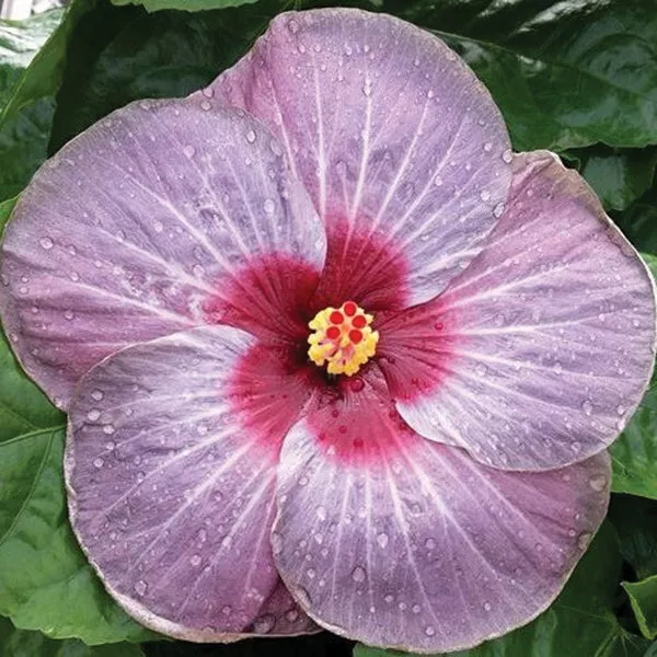 Hibiscus Pinot Noir (Hibiscus rosa-sinensis hybrid)