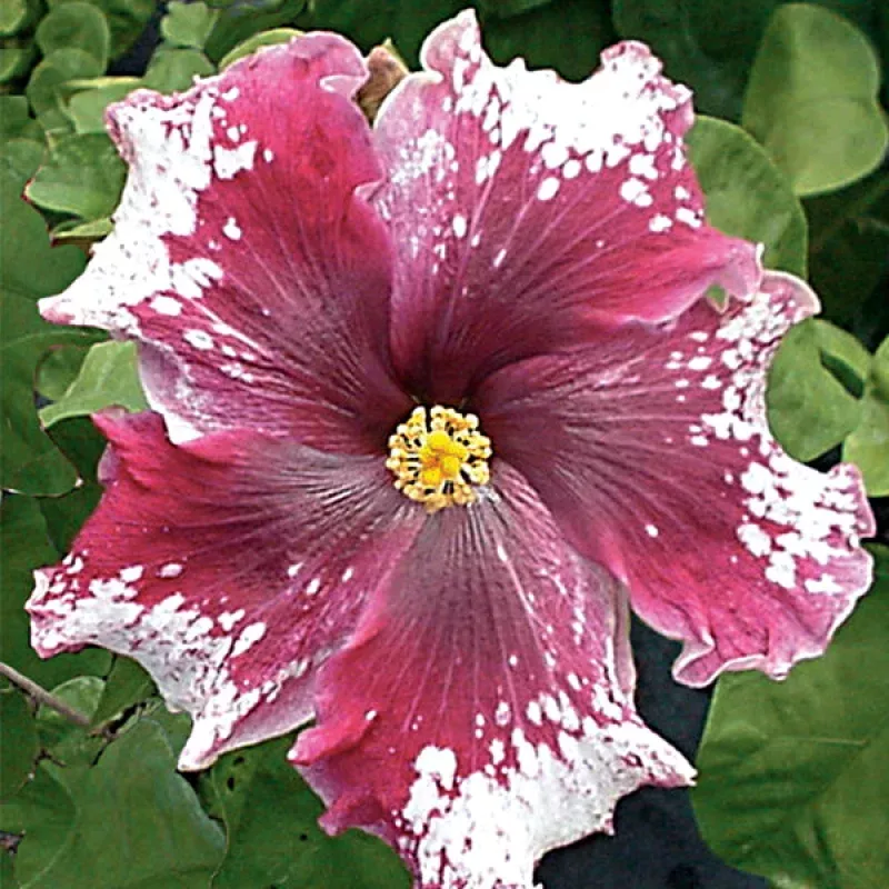 Hibiscus Purple Magic (Hibiscus rosa-sinensis hybrid)