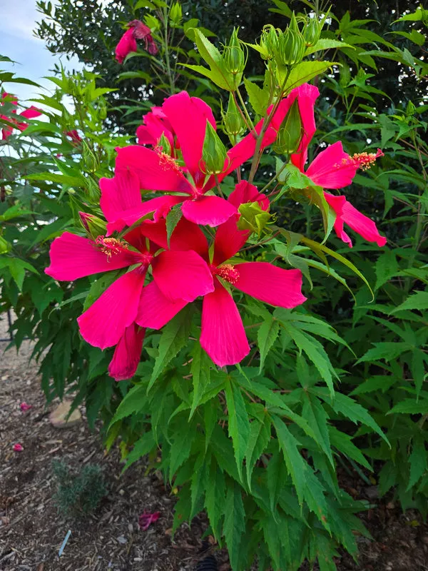 Hibiscus Red Flyer