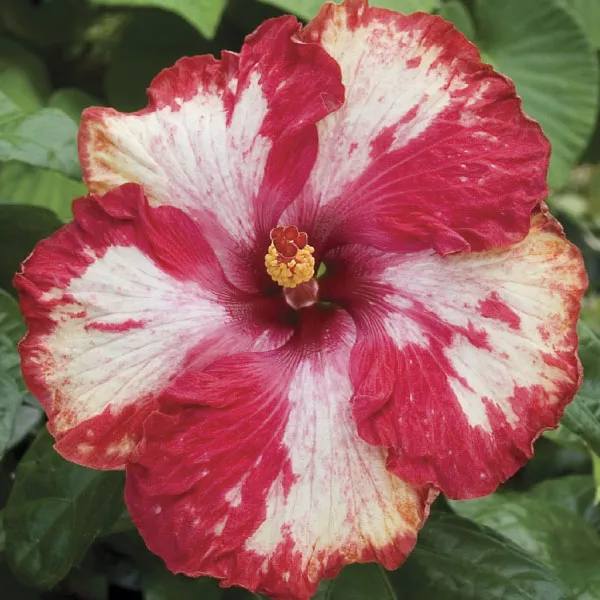 Hibiscus Rim of Fire (Hibiscus rosa-sinensis hybrid)