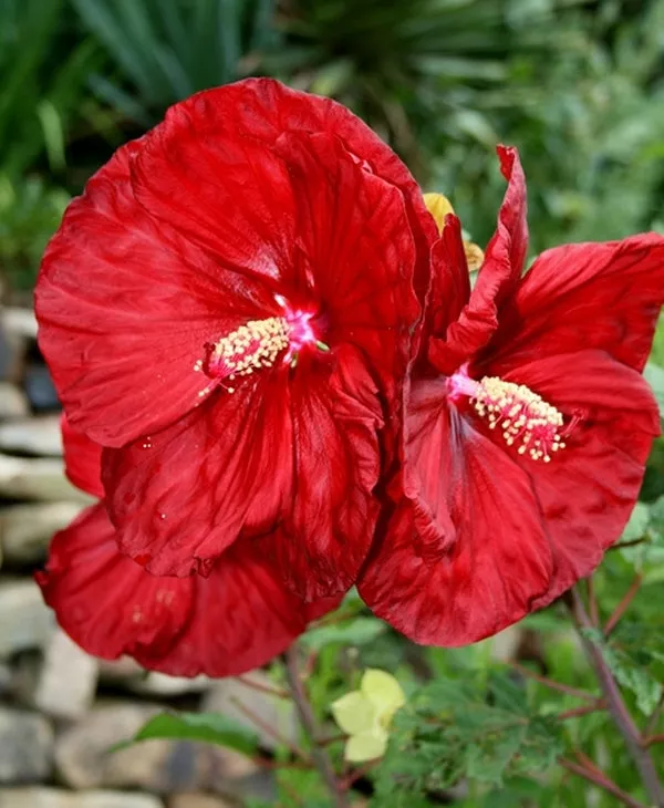 Hibiscus Robert Fleming PP 14776