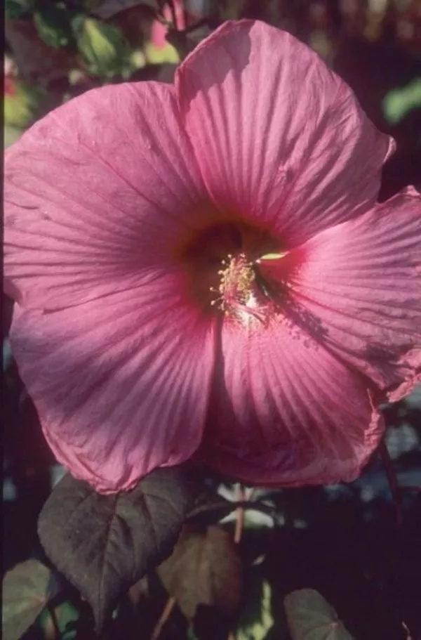Hibiscus Royal Gems PP 11011