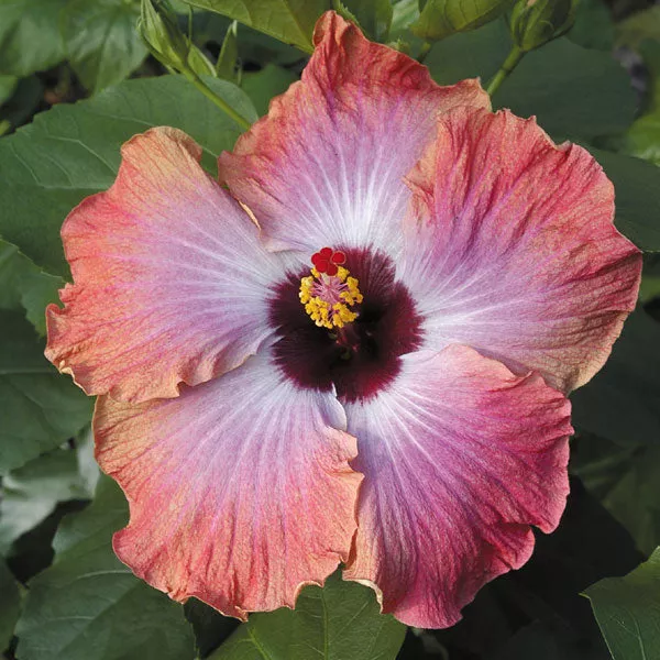 Hibiscus Rumrunner (Hibiscus rosa-sinensis hybrid)