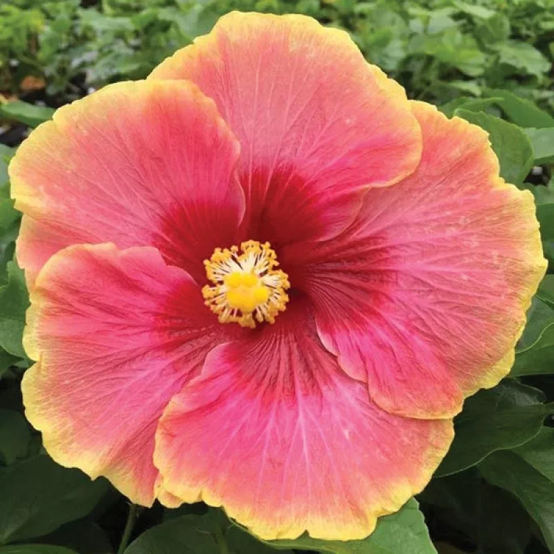 Hibiscus Simple Pleasures (Hibiscus rosa-sinensis hybrid)