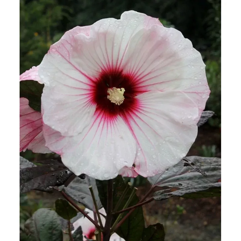 Hibiscus Small Wonder PP 24022