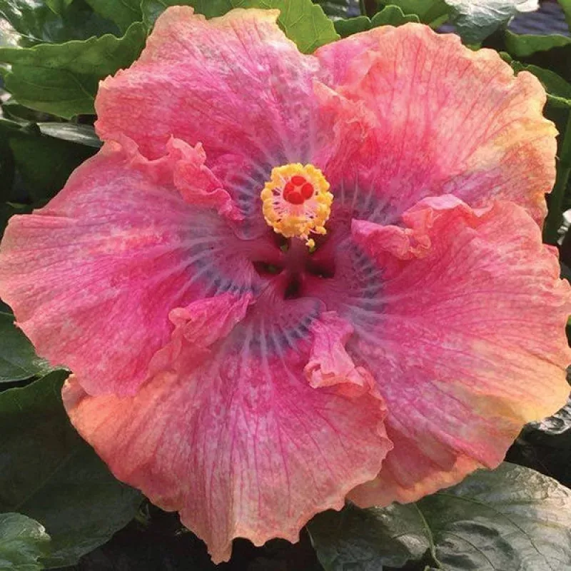 Hibiscus Sonnys Passion (Hibiscus rosa-sinensis hybrid)