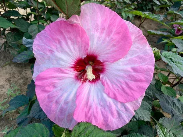 Hibiscus ‘Spinderella’ PP 33,309