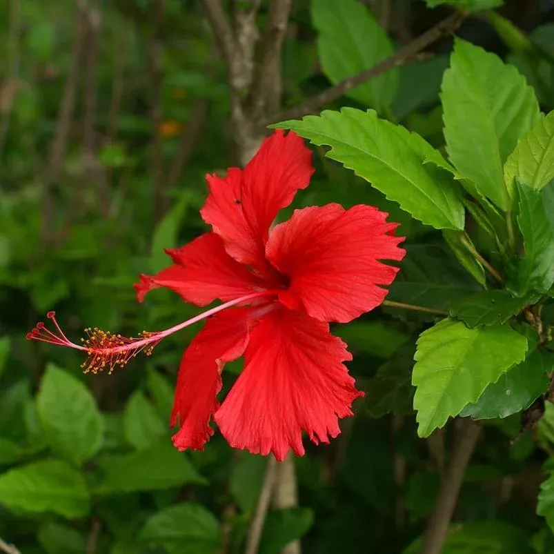Hibiscus Standard, Chinese Hibiscus
