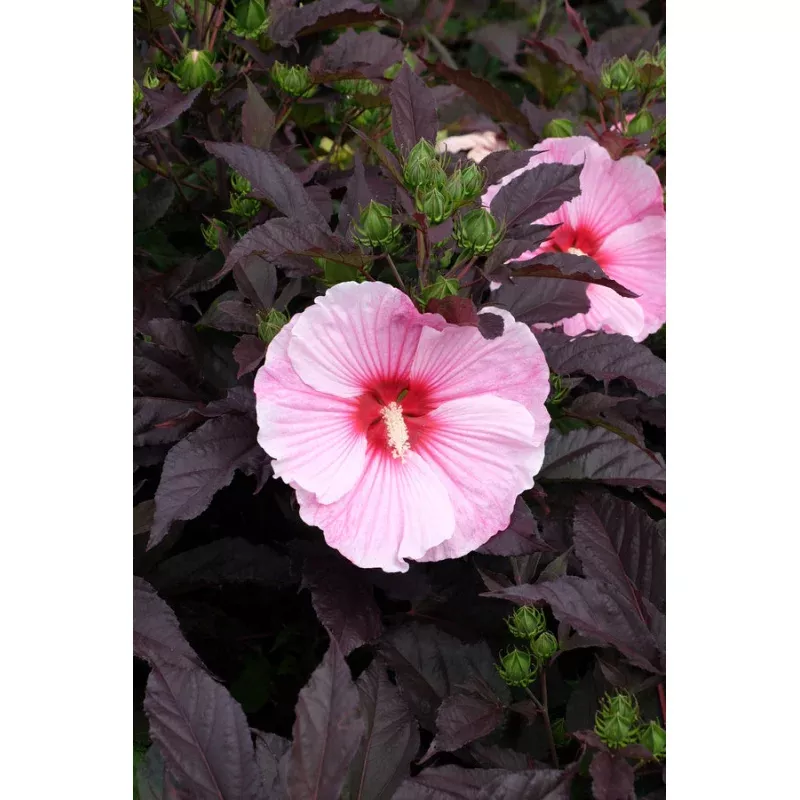 Hibiscus Starry Starry Night PP 27901