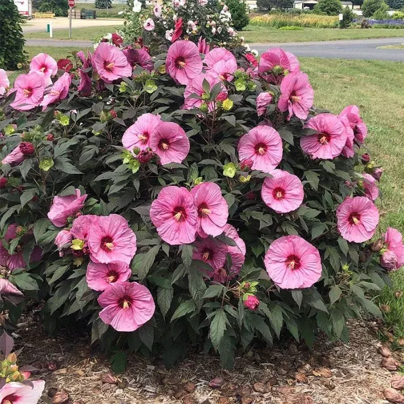 Hibiscus Summerific ‘Berry Awesome’ Rose Mallow