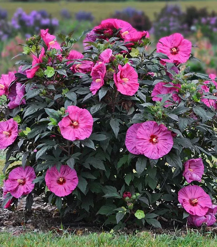 Hibiscus Summerific ‘Berry Awesome’