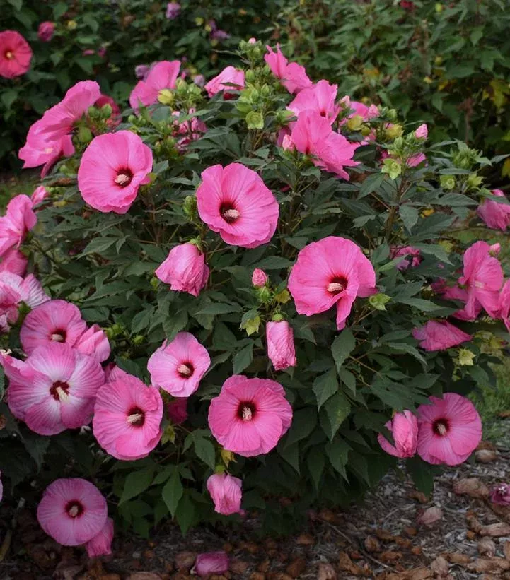 Hibiscus Summerific ‘Candy Crush’