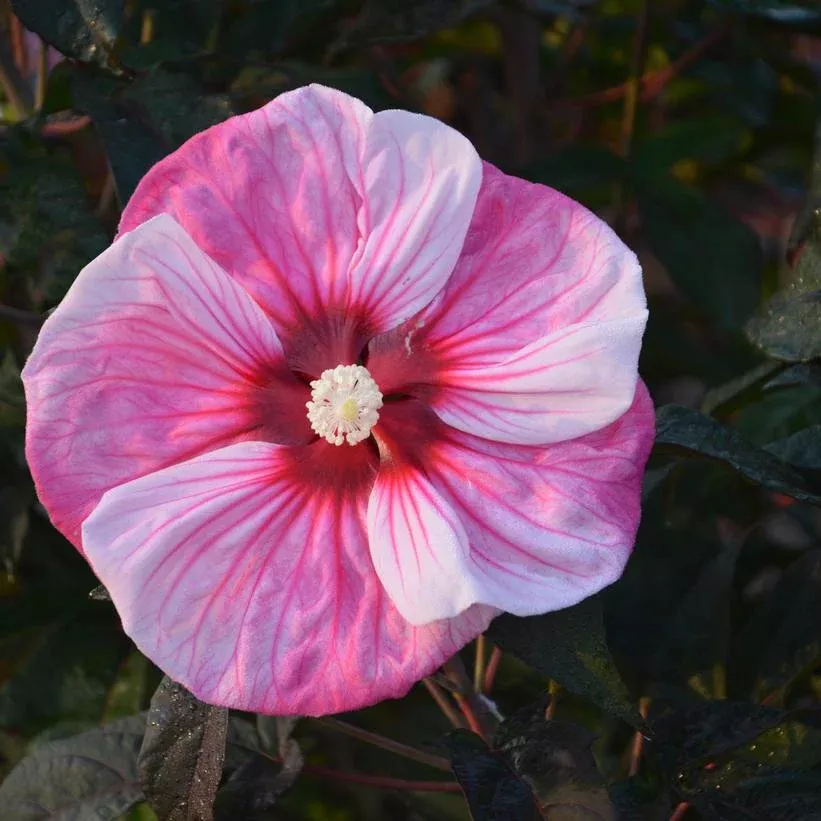 Hibiscus Summerific ‘Cherry Choco Latte’