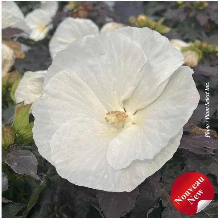 HIBISCUS SUMMERIFIC `COOKIES & CREAM`