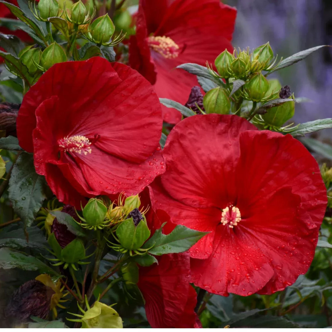 Hibiscus ‘Summerific’ ‘Cranberry Crush’