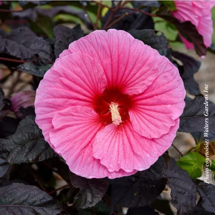 HIBISCUS SUMMERIFIC `EDGE OF NIGHT`