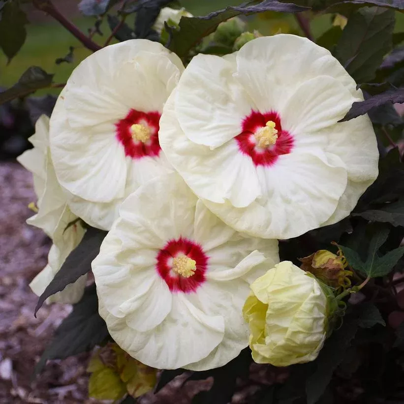 HIBISCUS SUMMERIFIC `FRENCH VANILLA`