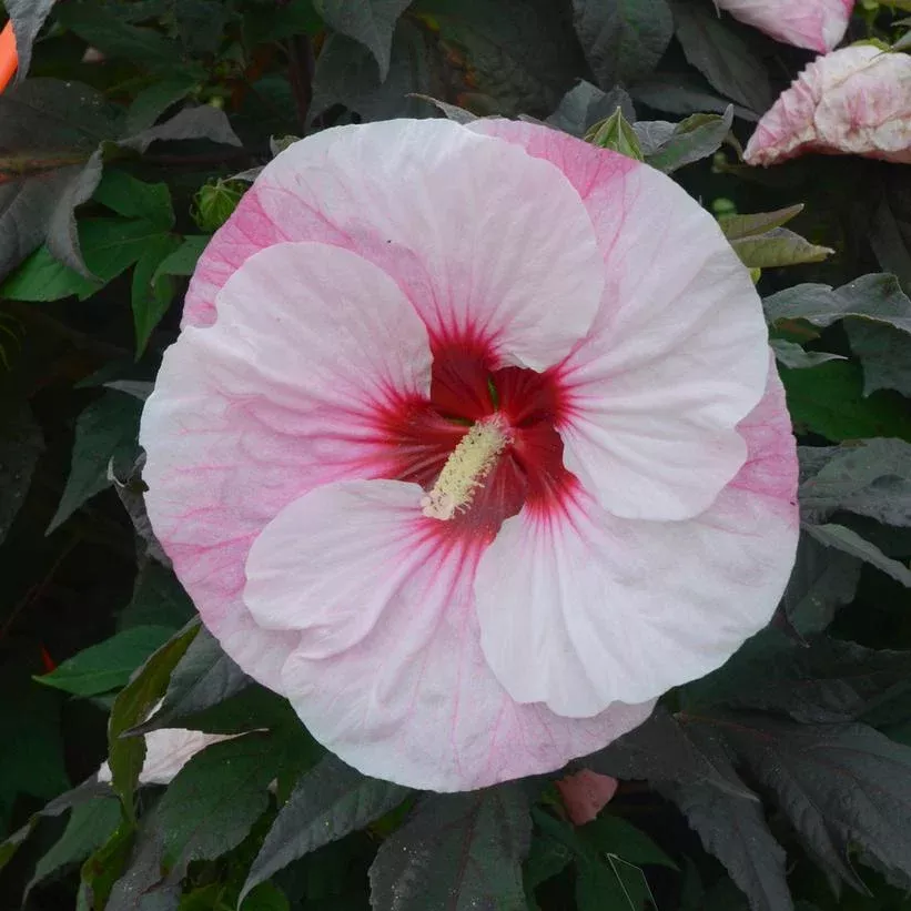 Hibiscus Summerific ‘Perfect Storm’