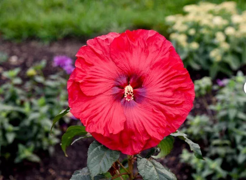 HIBISCUS SUMMERIFIC `VALENTINE`S CRUSH`