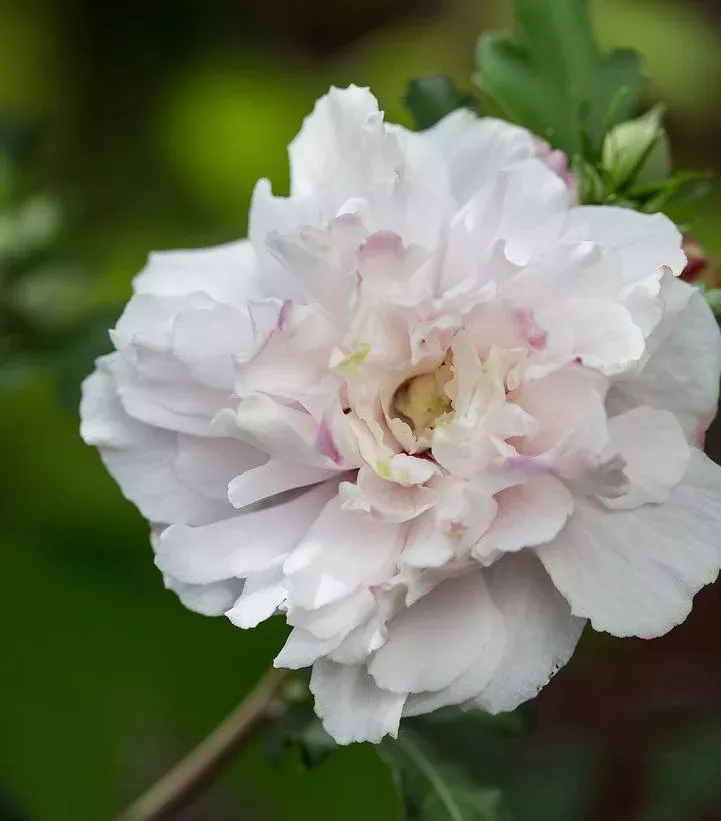 HIBISCUS SYR. FRENCH CABARET `BLUSH`