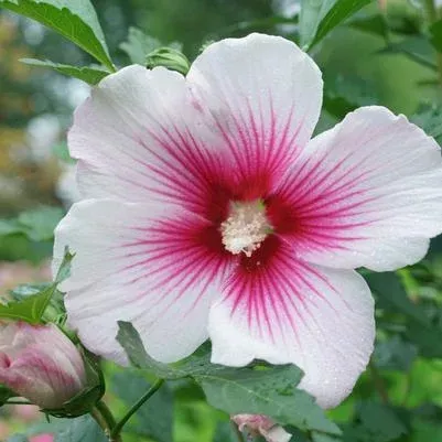 HIBISCUS SYR. PARAPLU `PINK INK`