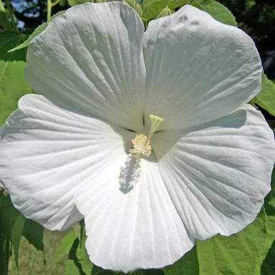 HIBISCUS SYRIACUS `DIANA`