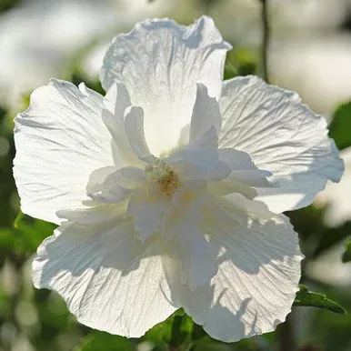Hibiscus syriacus ‘White Pillar’