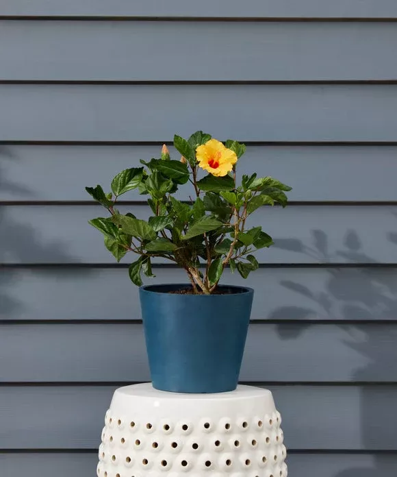 Hibiscus Tabletop
