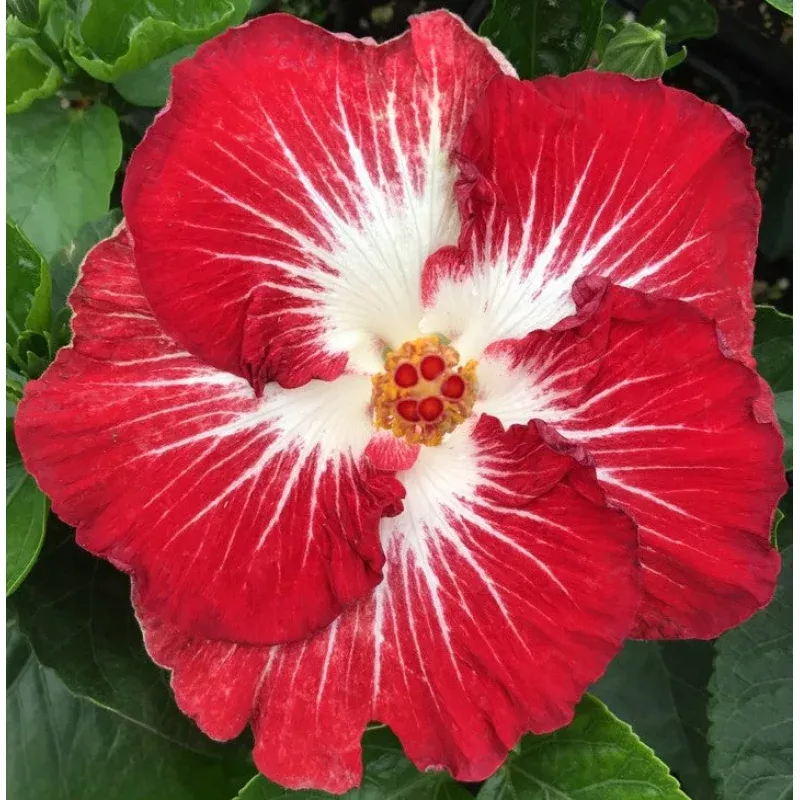 Hibiscus Tahitian Christmas Angel (Hibiscus rosa-sinensis hybrid)