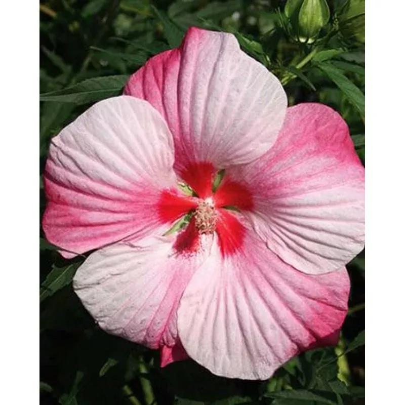 Hibiscus Turn of the Century
