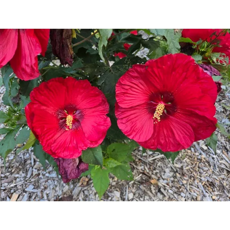 Hibiscus Valentines Crush PP 35170