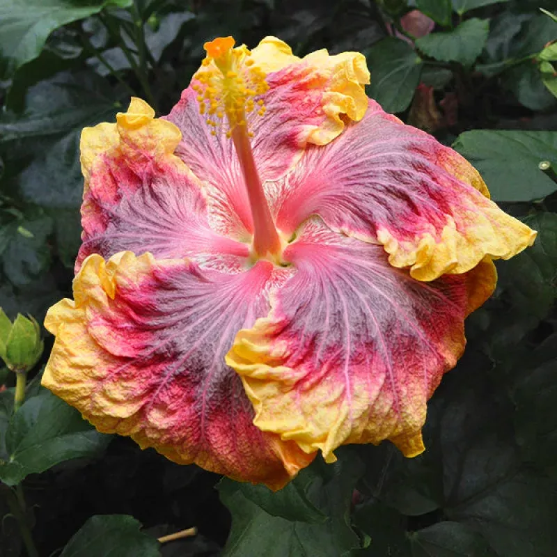 Hibiscus Voila PP (Hibiscus rosa-sinensis hybrid)