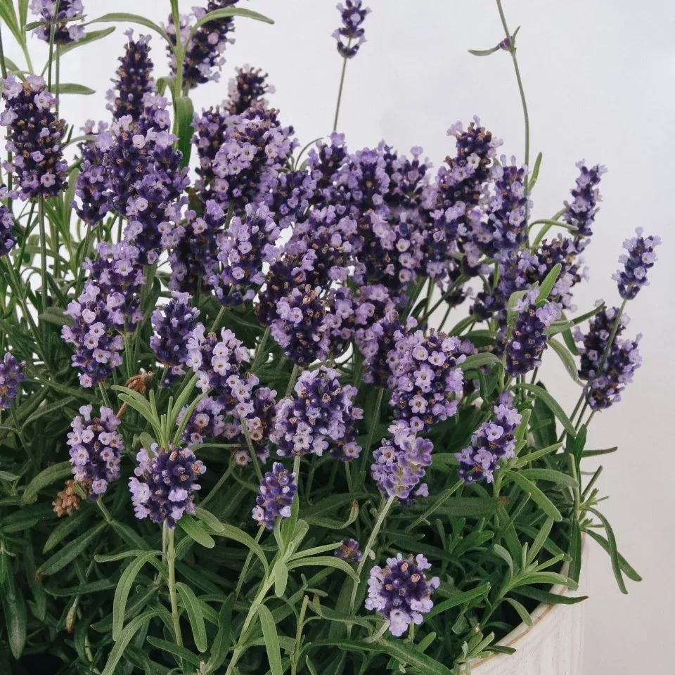 Hidcote Blue English Lavender