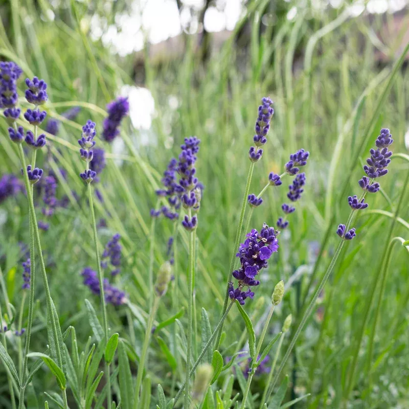 Hidcote Lavender # 1 Container