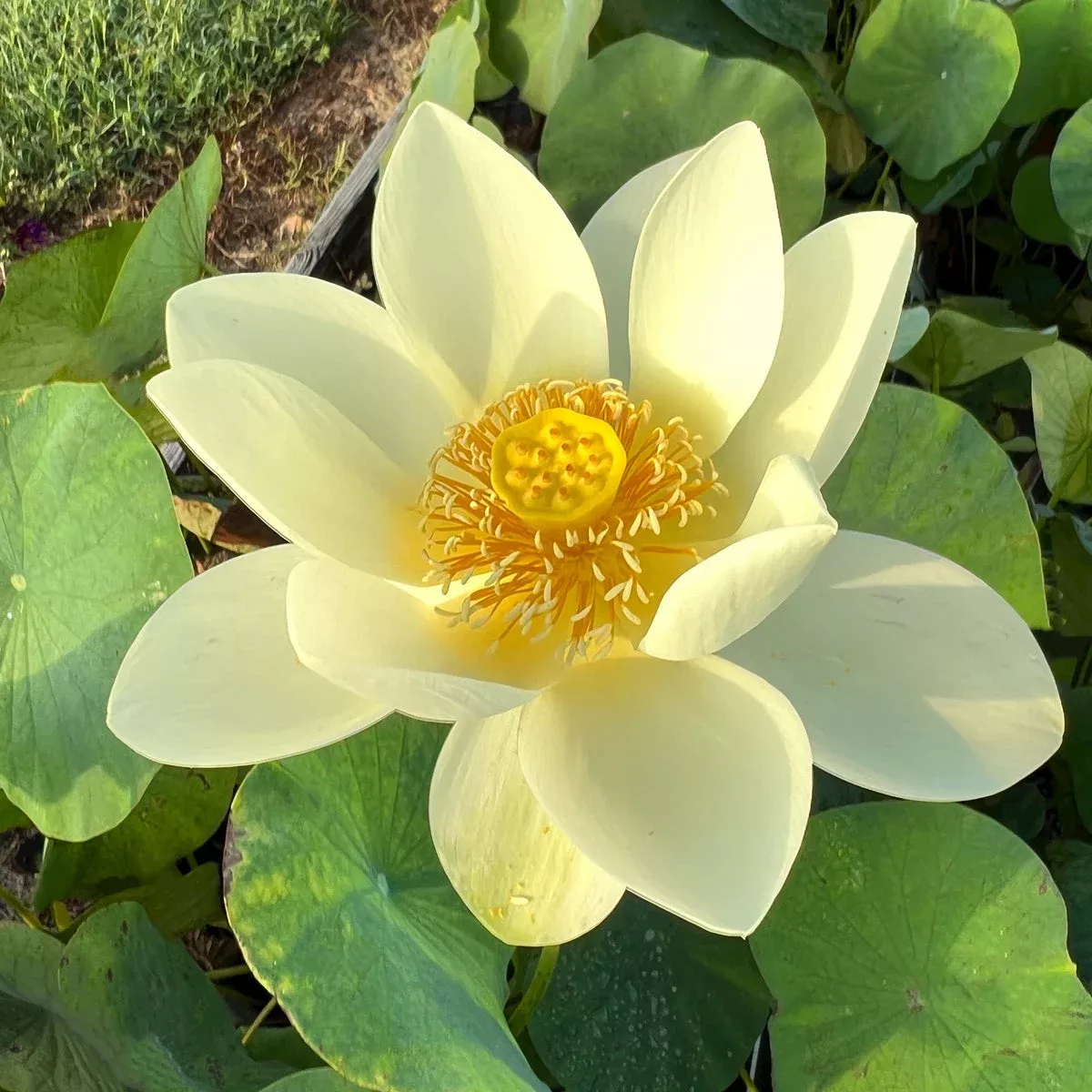 High Noon Bowl Lotus – Fast Flowers!