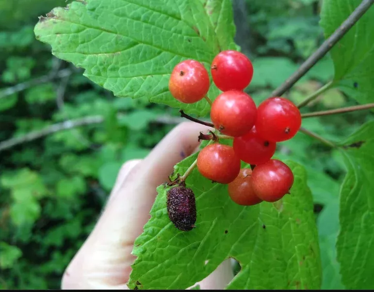 Highbush Cranberry