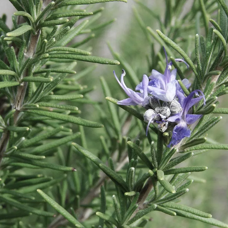 Hill’s Hardy Rosemary