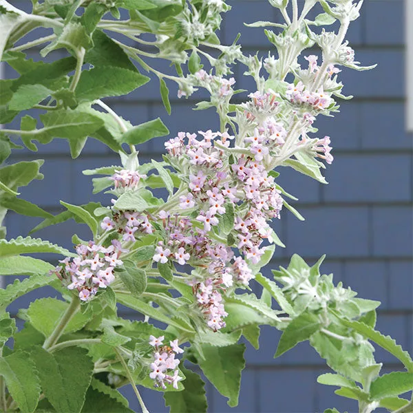 Himalayan Butterfly Bush (Buddleia crispa)