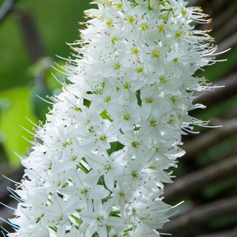 Himalayan Foxtail Lily (Eremurus)