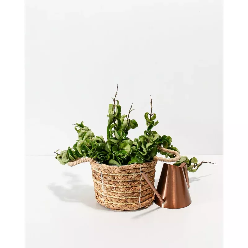 Hindu Hoya Rope Plant