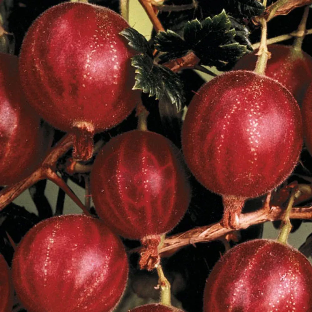 Hinnonmaki Red Gooseberry | Pixies Gardens