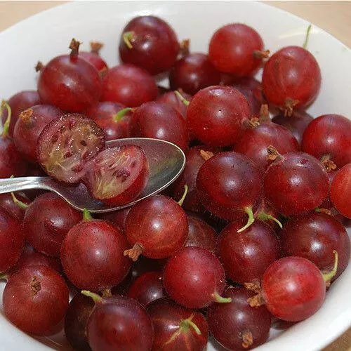 Hinnonmaki Red Gooseberry – Ribes sp.