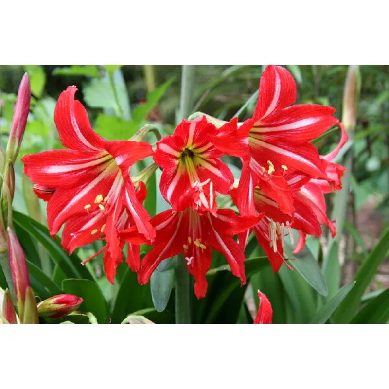 Hippeastrum johnsonii